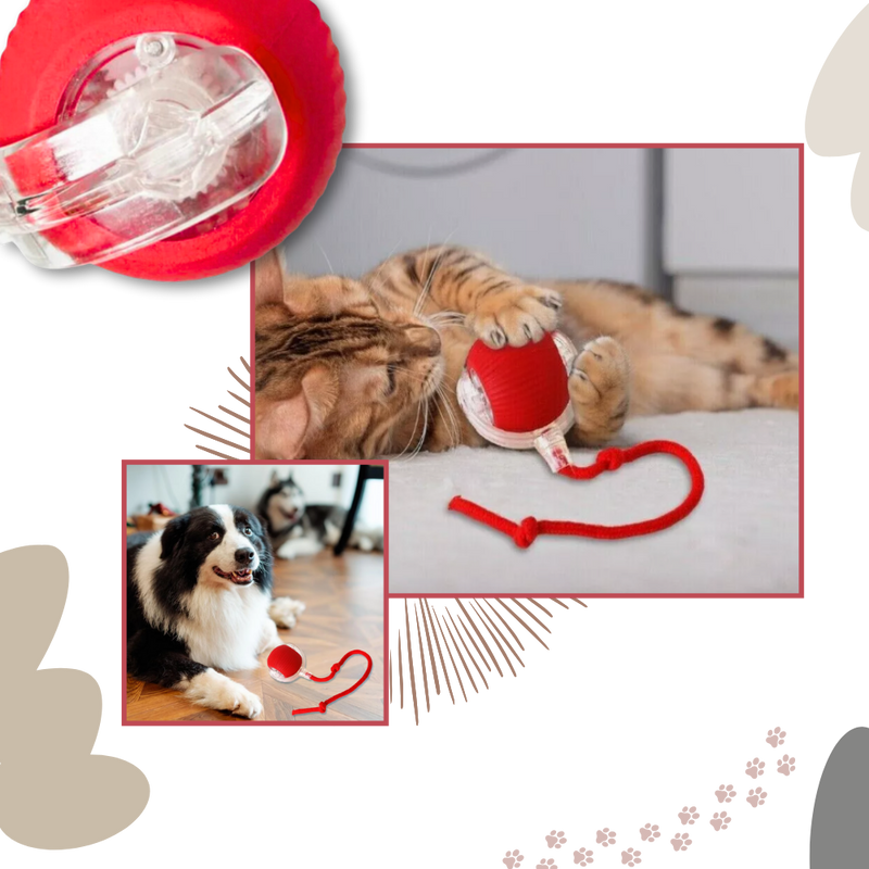 Jouet interactif intelligent pour chats